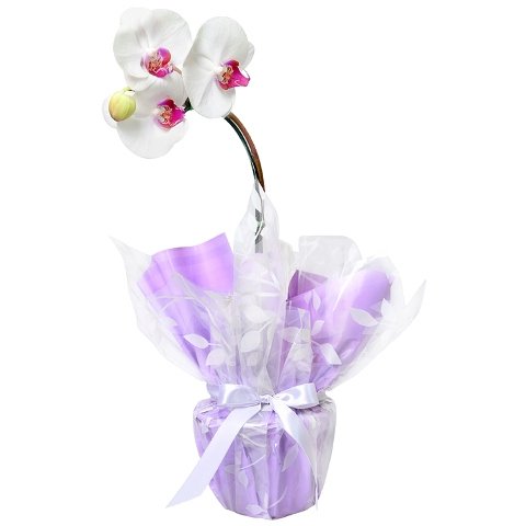 Mini Orquídea Phalaenopsis Plantada