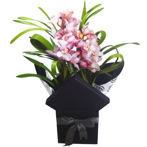 Orquídea Cymbidium Rosa