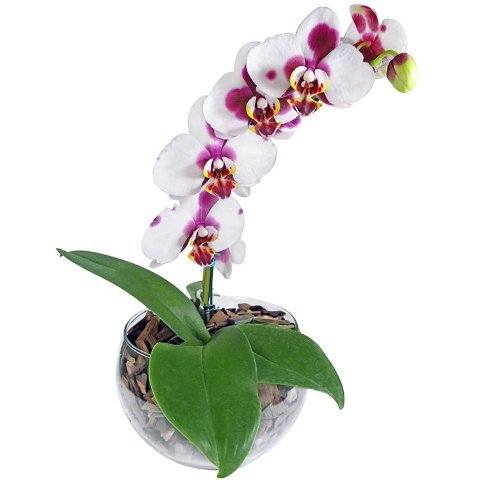 Orquídea phalaenópsis bicolor