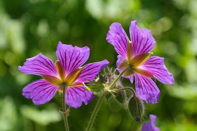 violet02