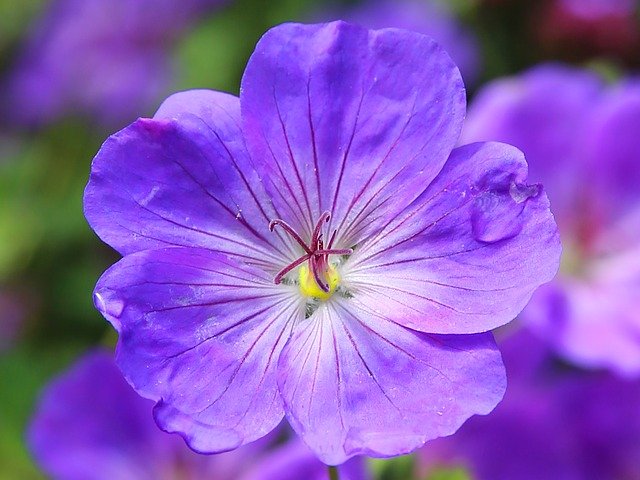 violeta01