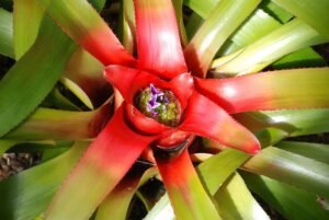 Cultivar Bromélias: tratar possíveis pragas e doenças para se ter lindas bromélias