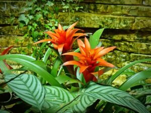 Cultivar Bromélias: luminosidade ideal para cultivar lindas bromélias