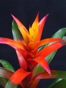 A origem das Bromélias