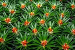 Cultivar Bromélias: como regar