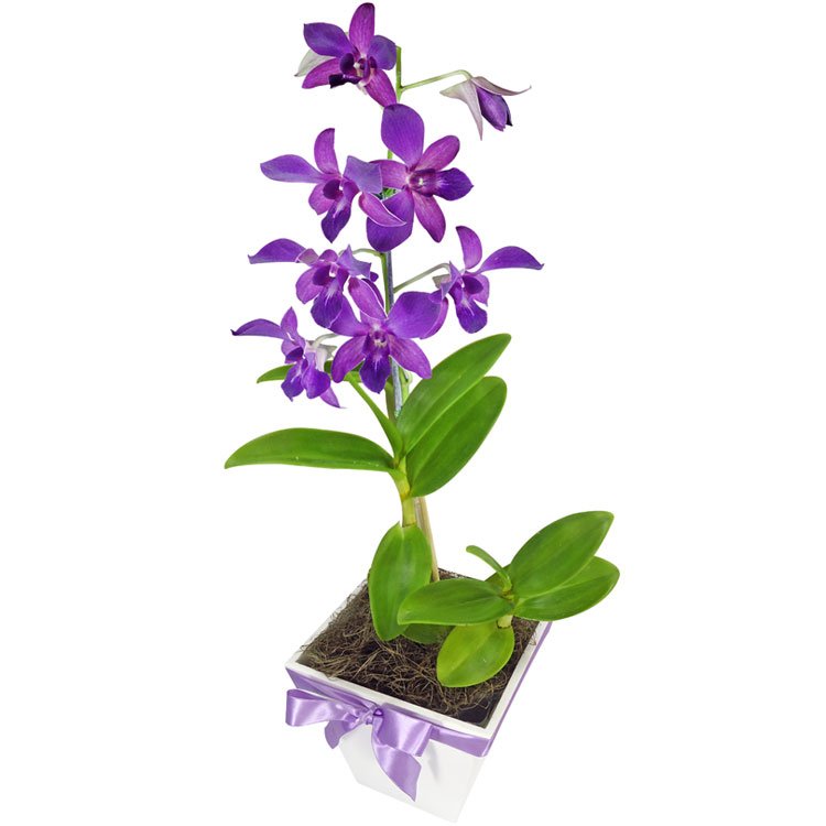 Conheça Os Tipos De Orquídea E Seus Significados 