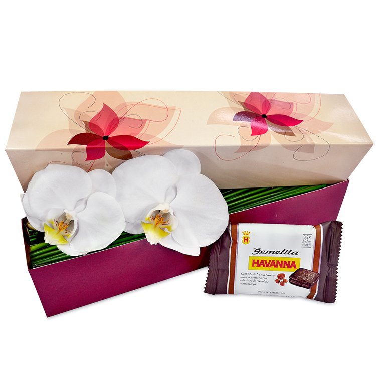 orquidea