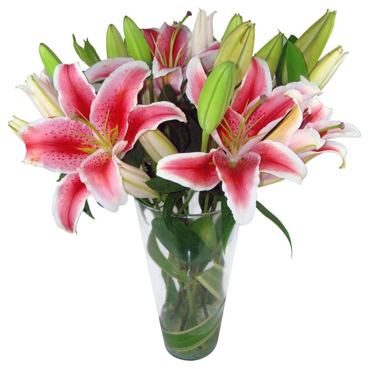 Conheça os Principais Tipos de Lírios Blog Giuliana Flores