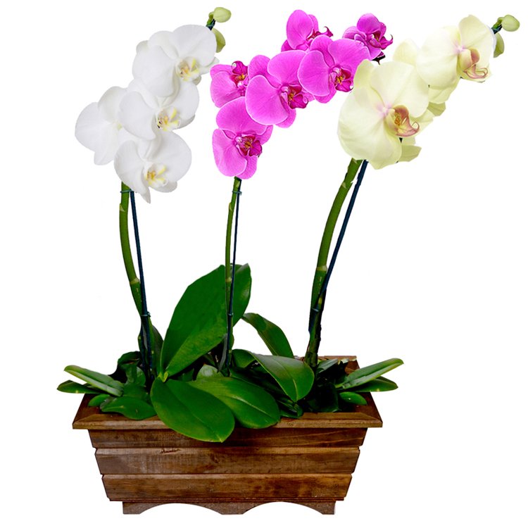 jardim-orquidea-vasos