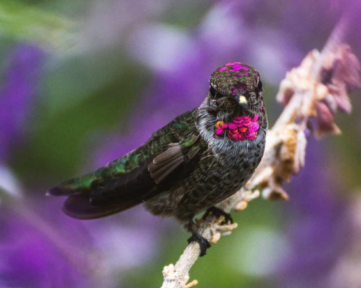 5 Curiosidades Sobre O Beija Flor Blog Da Giu Tudo Sobre Flores E