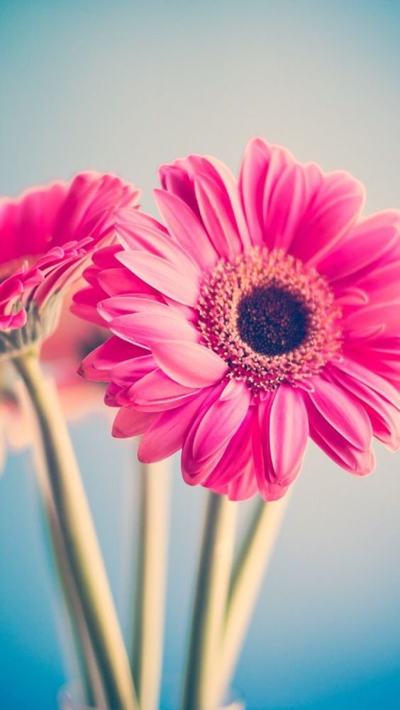Confira 7 Imagens de Flores Para Usar no Seu Celular