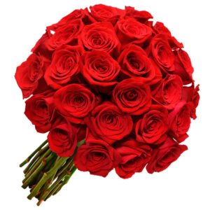 Como conservar rosas - Espetáculo de 24 Rosas Vermelhas