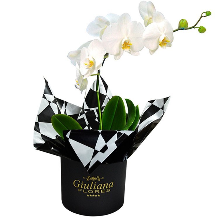 Glamurosa Orquídea
