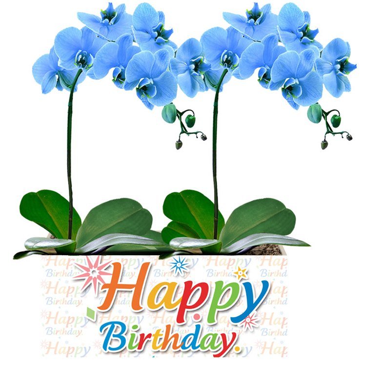 Happy Birthday Com Orquídea Azul