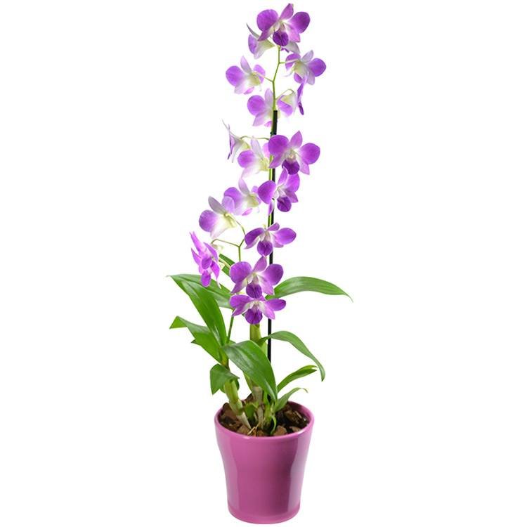 Orquídeas - Conheça o Destaque do Reino Vegetal | Giuliana Flores
