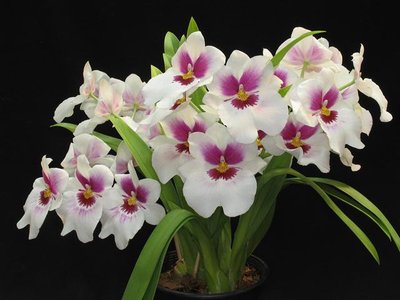 Orquídeas – Aprenda a Cultivar estas Lindas Flores