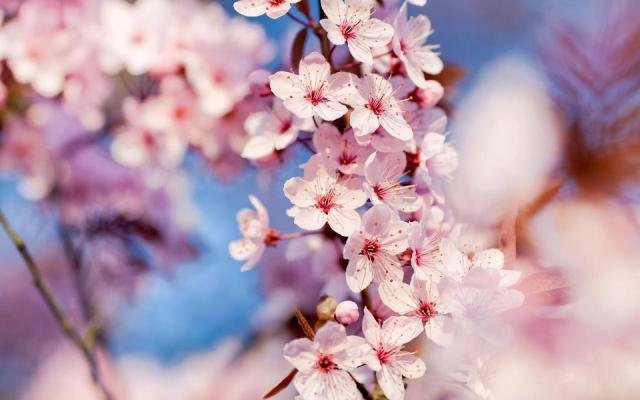 Flor de Cerejeira – Conheça Mais Sobre a Bela Lenda Japonesa