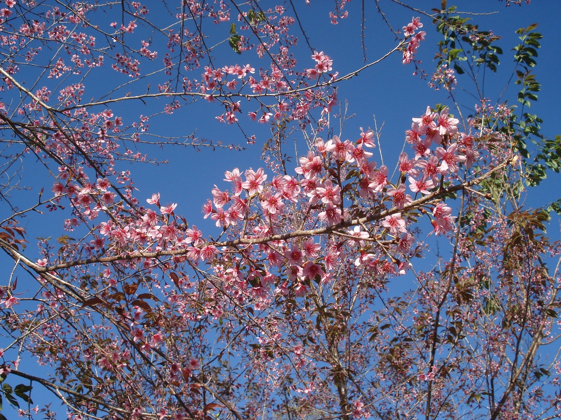 giuliana-flores-flor-de-cerejeira
