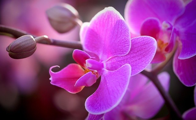 Orquídeas – Conheça a Planta Destaque do Reino Vegetal!