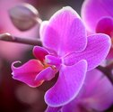Orquídeas – Conheça a Planta Destaque do Reino Vegetal!