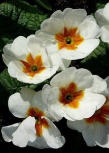 primulas-flores