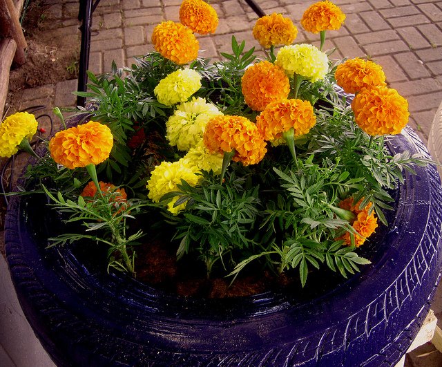 Vasos de flores com pneus velhor - Reutilizando pneus em jardins