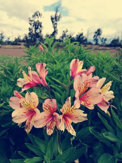 Astromélias – Flores de Felicidade Plena e Amizade Eterna