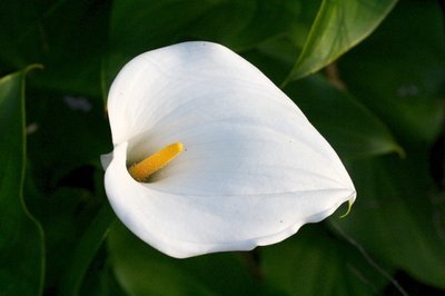 Conheça o Copo de Leite: A Flor da Paz