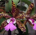 Conheça as principais espécies de Orquídeas e dicas de cuidados