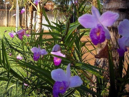 Cultivar orquídeas bambu