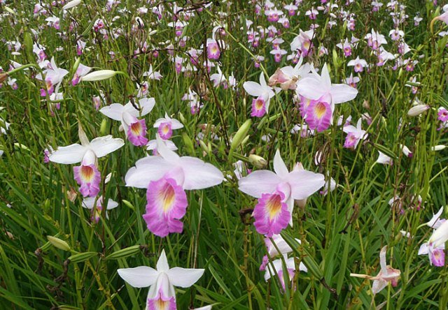 Saiba Como Cuidar Orquídeas Bambu - BLOG - GIULIANA FLORES
