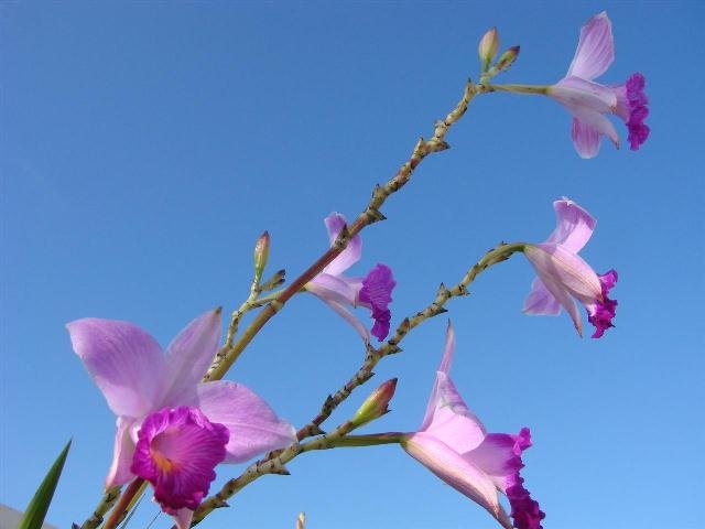 Saiba Como Cuidar Orquídeas Bambu - BLOG - GIULIANA FLORES