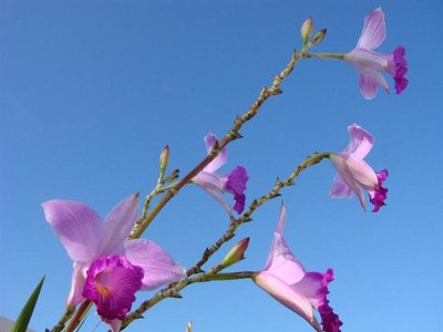 Saiba Como Cuidar das Orquídeas Bambu