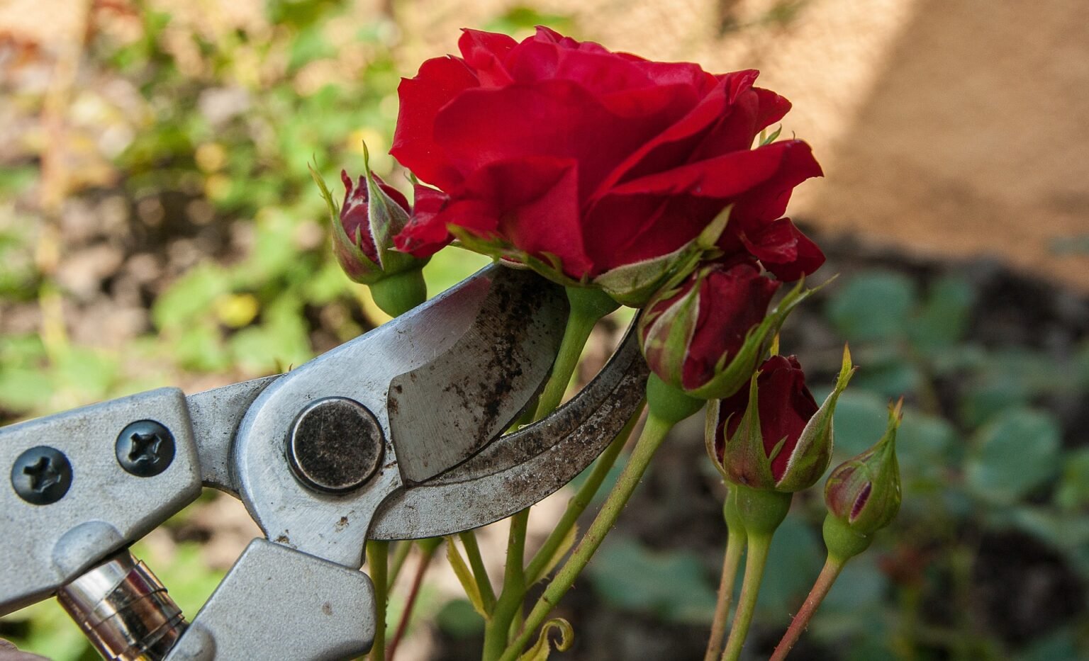 Como Plantar Rosas Dicas E Cuidados Para Você Começar Sua Roseira 