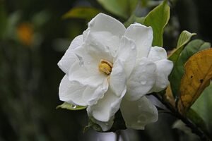 plantas-que-exalam-perfume-gardenia