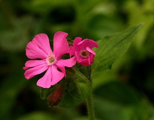 Gibraltar campion