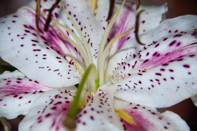 Conheça Mais Sobre os Lírios: Flores Símbolo da Pureza