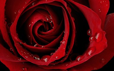 Rosas – As Flores mais Populares do Mundo
