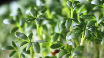 Plantas medicinais: sustentabilidade e saúde