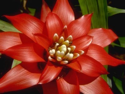 bromelia