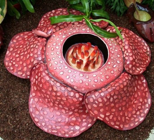 raflesia