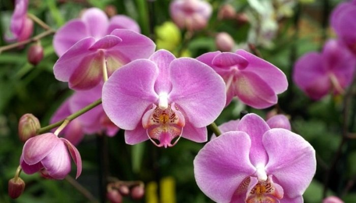 Phalaenopsis lilás