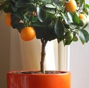 Árvores Frutíferas em Vasos: Dicas de Como Cultivar