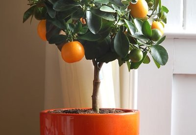 Árvores Frutíferas em Vasos: Dicas de Como Cultivar