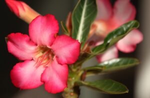Conheça o significado da rosa do deserto