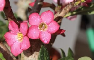 significado-rosa-do-deserto-flor significado-rosa-do-deserto-flor