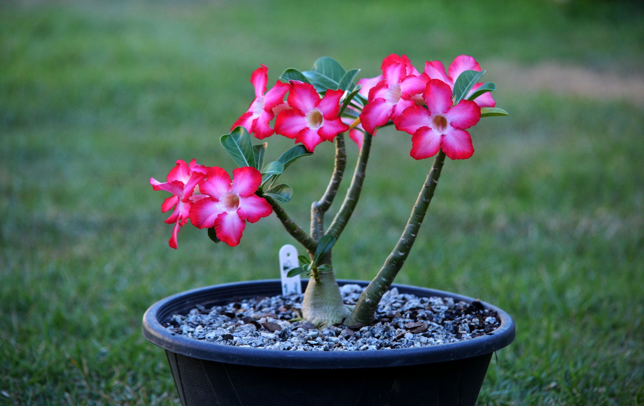 Significado Da Rosa Do Deserto Saiba Mais Sobre Essa Linda Flor