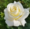 Decore a Casa com Rosas Brancas