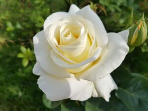 rosas brancas para decorar