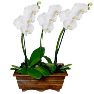 Flores brancas para o reveillon - Jardim de phalaenopsis